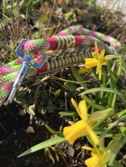 Paracord hundeline, "Tutti Frutti"