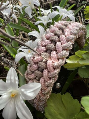 Paracord halsbånd i beige/sart rosa